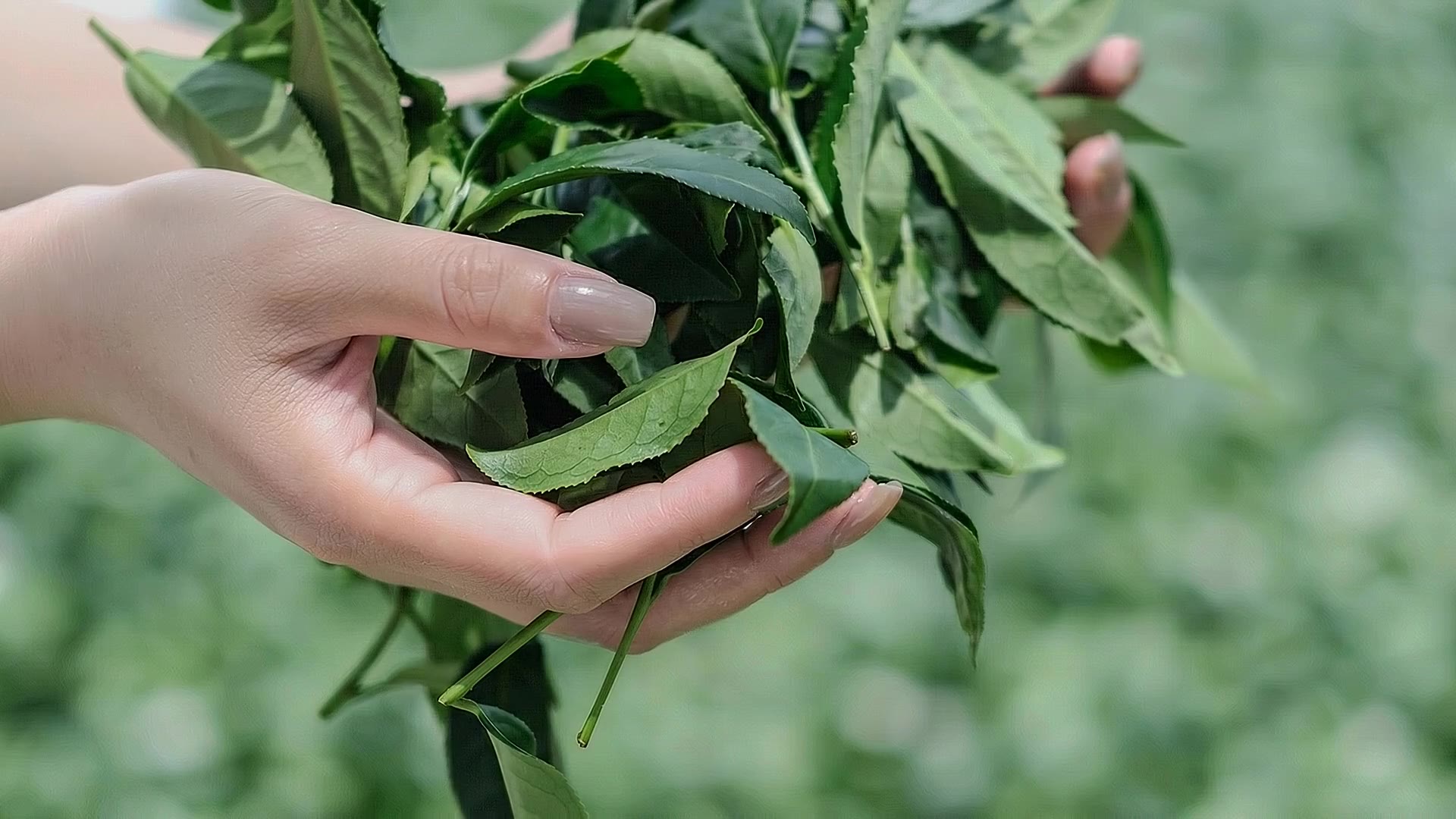 日臻高山茶|職人手採茶菁