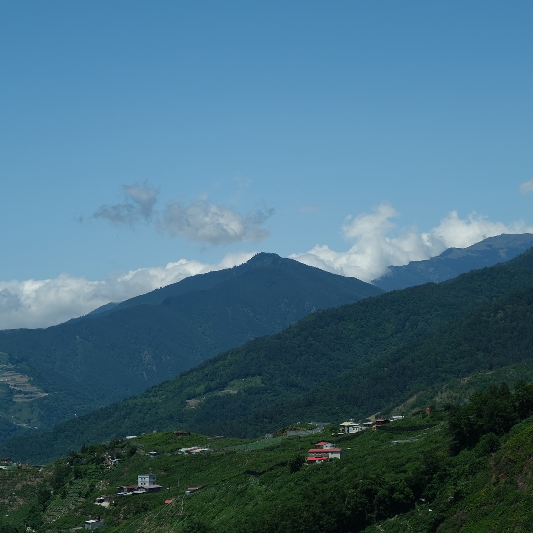 梨山的茶園與山稜