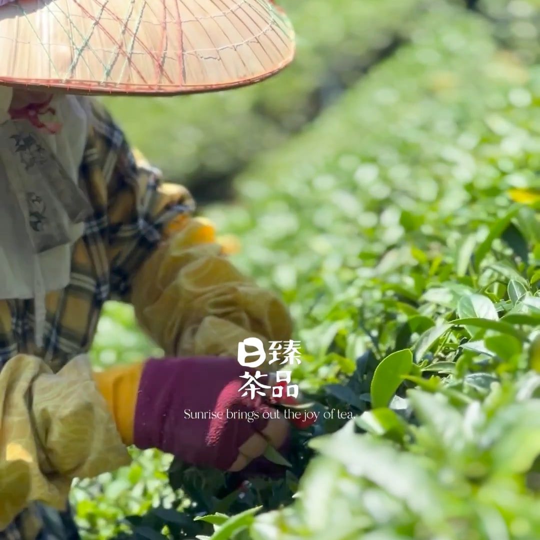 清晨的山上,手採茶菁