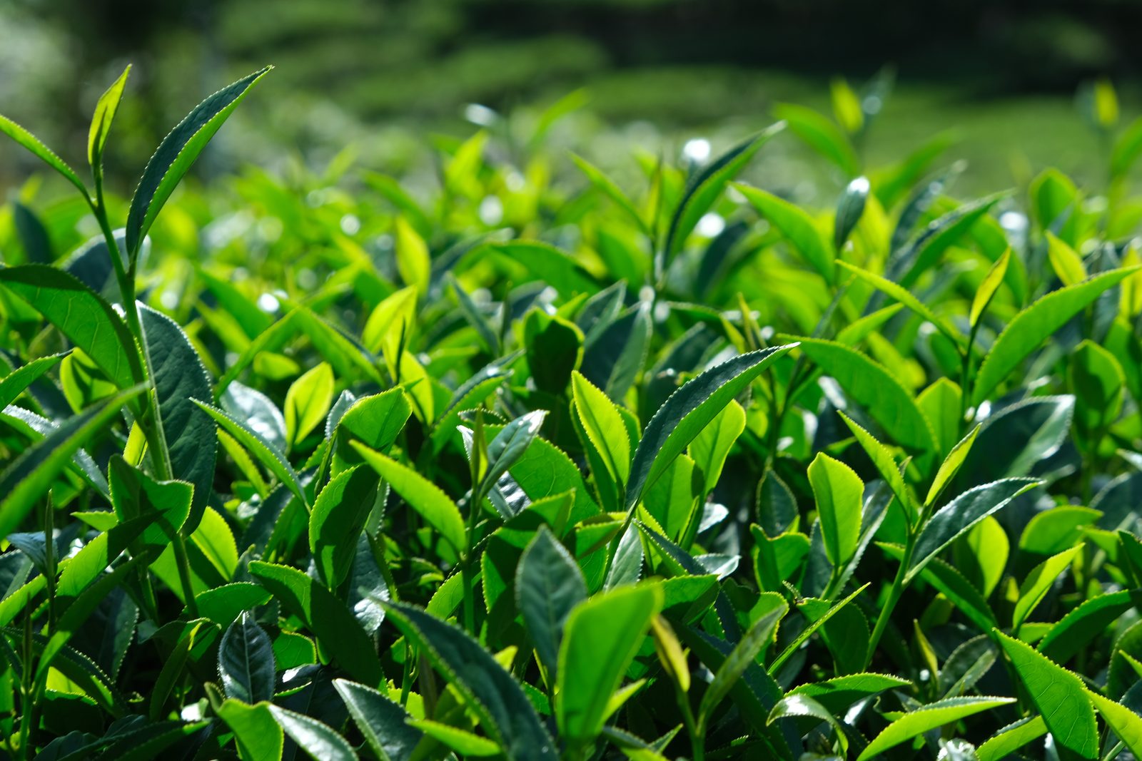 清晨的高山茶園,茶菁油亮飽滿