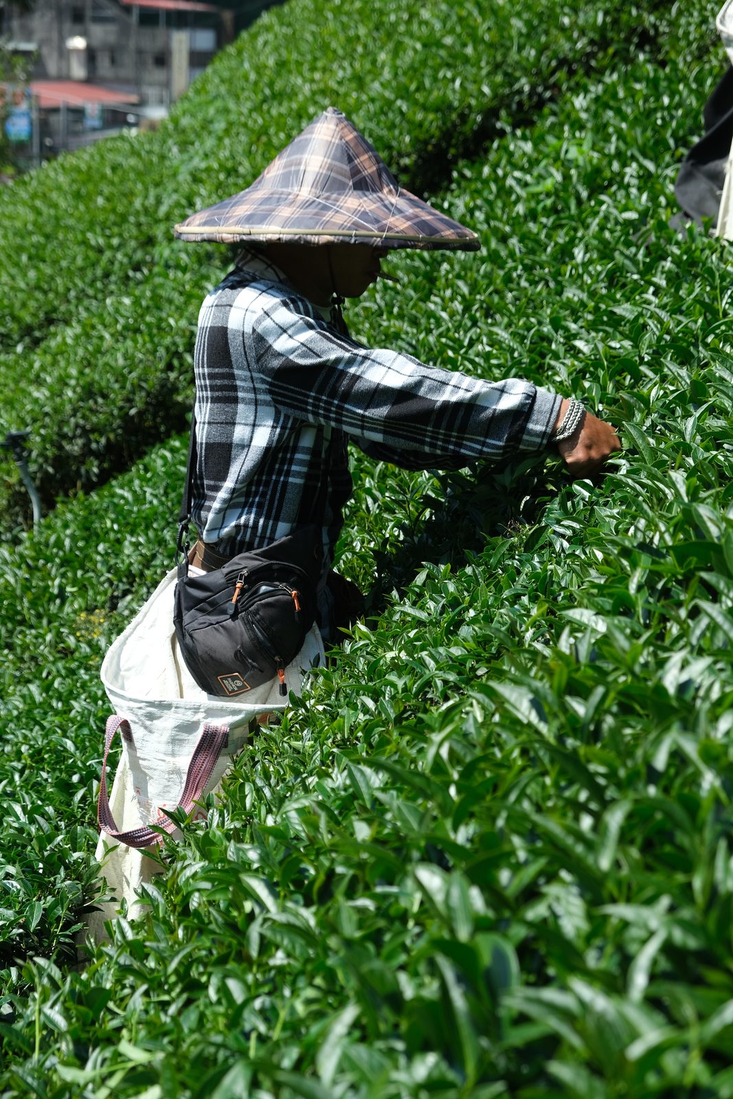 清晨的茶行間,戴斗笠的採茶人用手採茶菁
