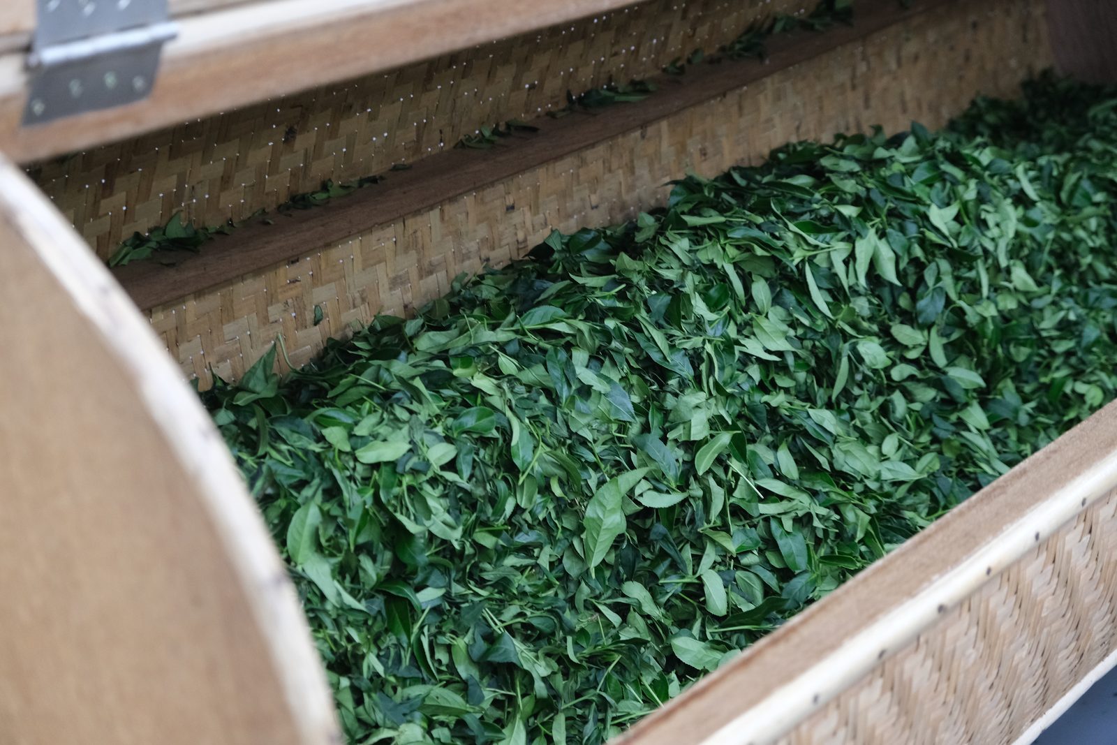 竹製浪菁筒中翻滾的茶菁