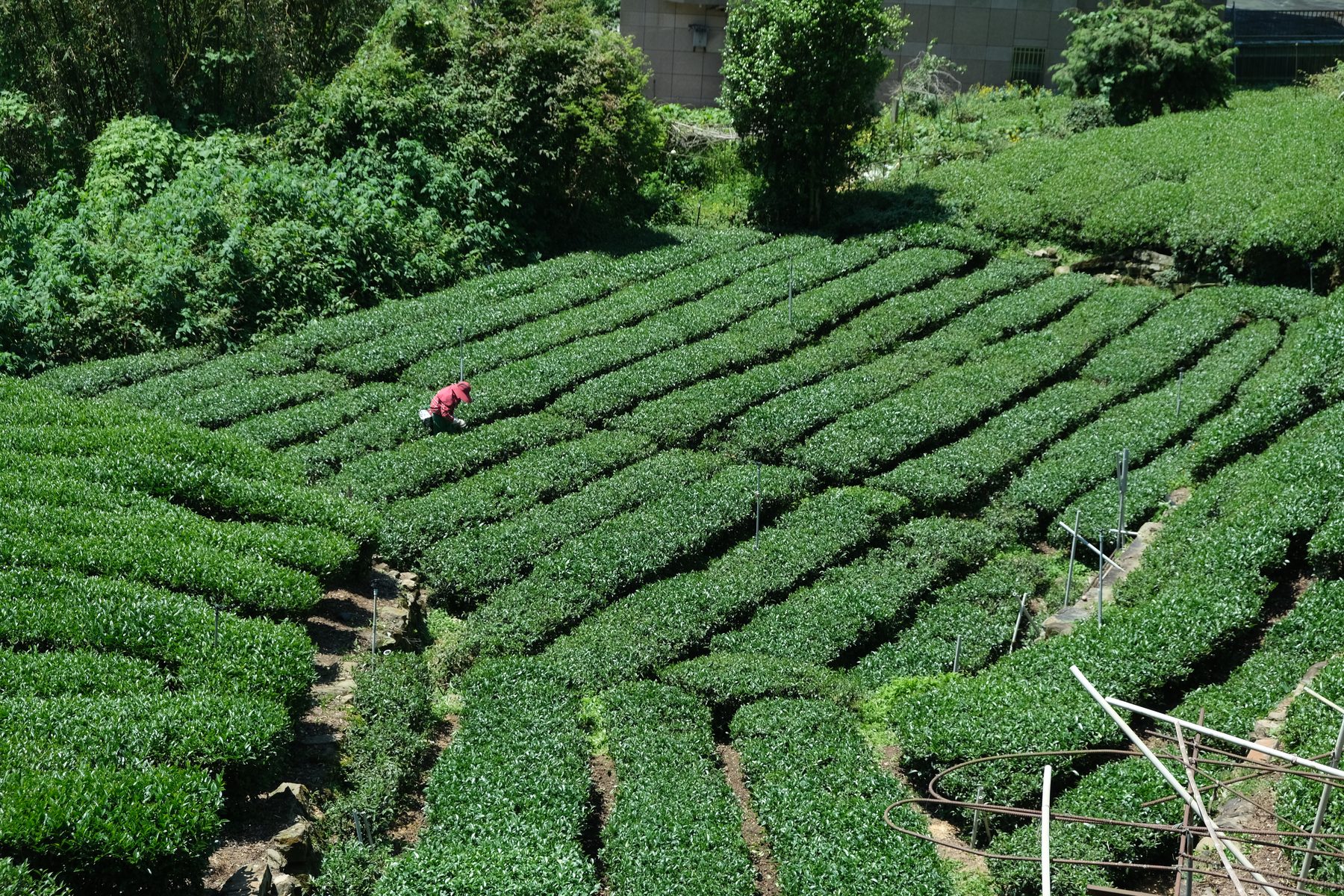 阿里山茶園上流動的雲海