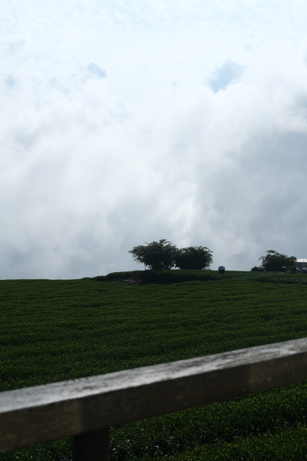 阿里山雲霧繚繞的茶園