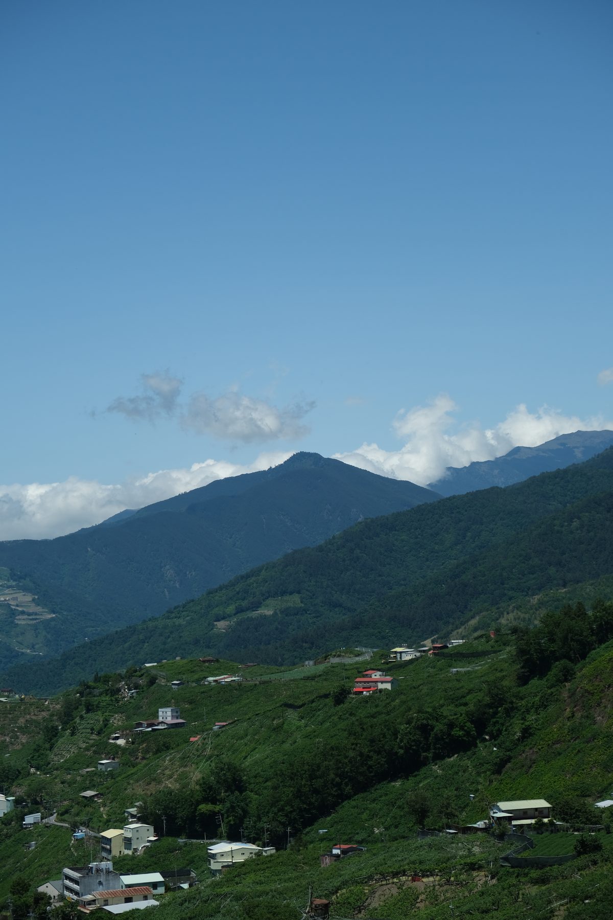 清晨雲霧中的高山茶園