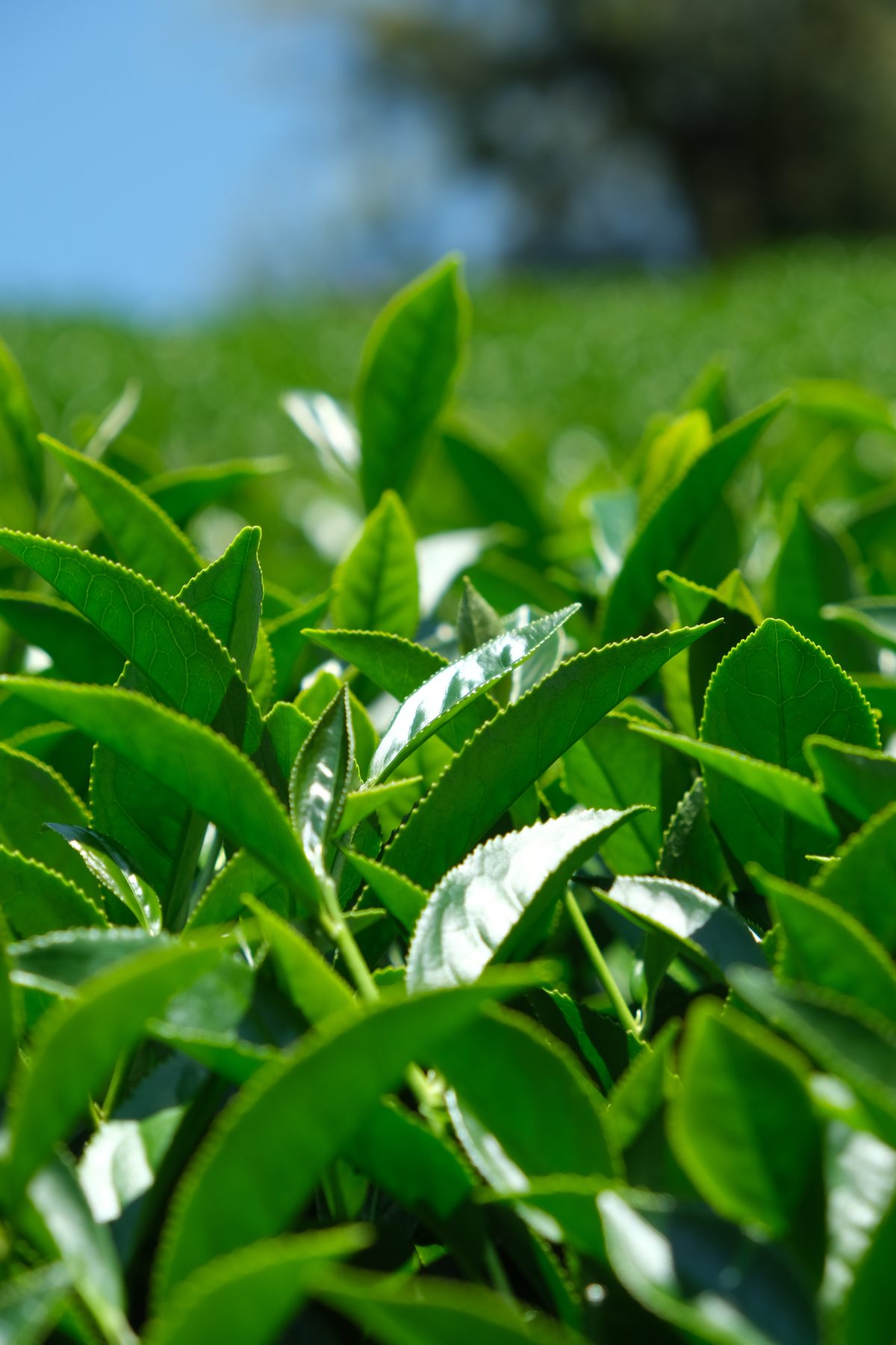 金黃透亮的高山烏龍茶湯